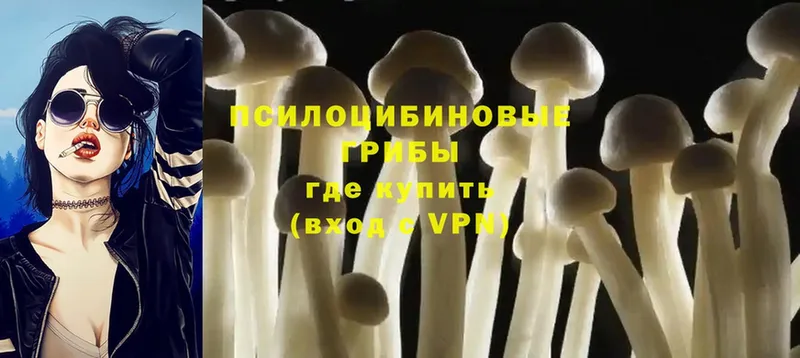 магазин  наркотиков  Галич  Псилоцибиновые грибы Psilocybe 